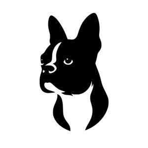Curious French Bulldog