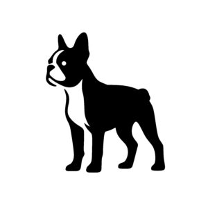 Alert French Bulldog