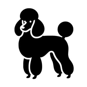 Confident Poodle Stand