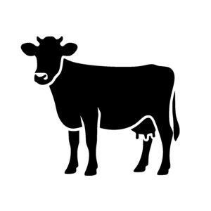 Curious Cow Profile