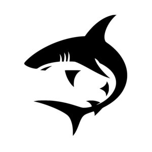 Graceful Shark Encounter