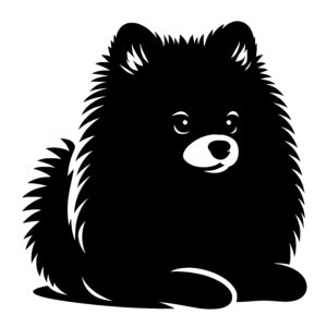 Resting Pomeranian