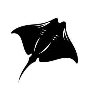 Gliding Manta Ray