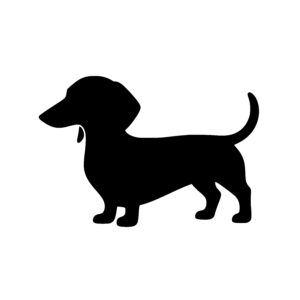 Dachshund Standing Proud