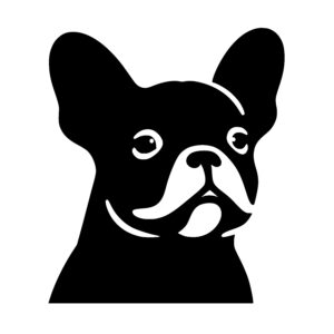 Curious French Bulldog