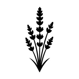 Lavender Stalks Display