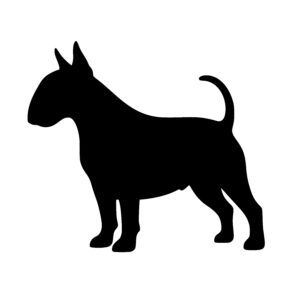 Alert Bull Terrier Outline