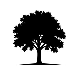 Strong Canopy Tree