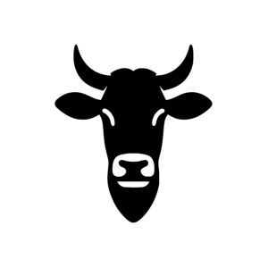 Curious Cow Face