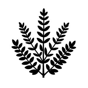 Fern Leaf Structure