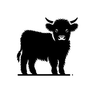 Curious Highland Calf