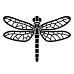 Symmetrical Dragonfly Wings