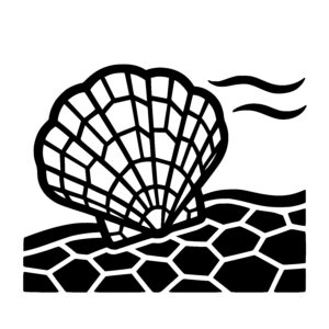 Scallop Shell Focus